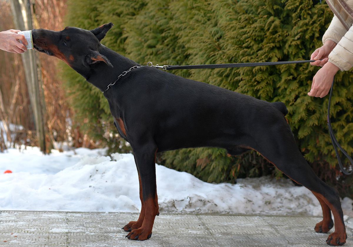 Tuz Tref Angel & Demon