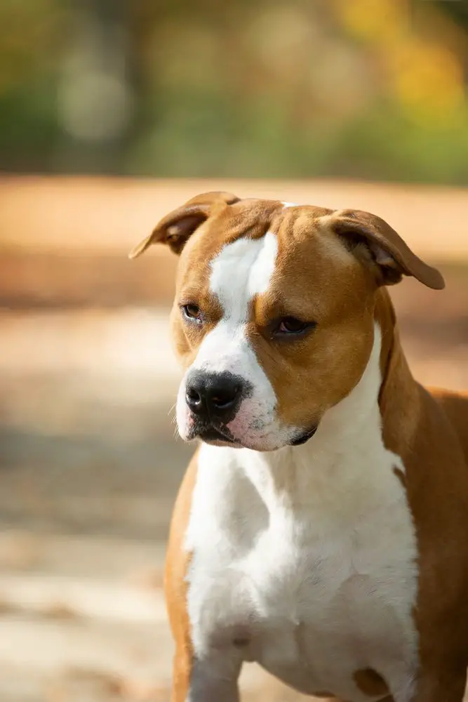 Karballido Staffs El Pequeno Toro