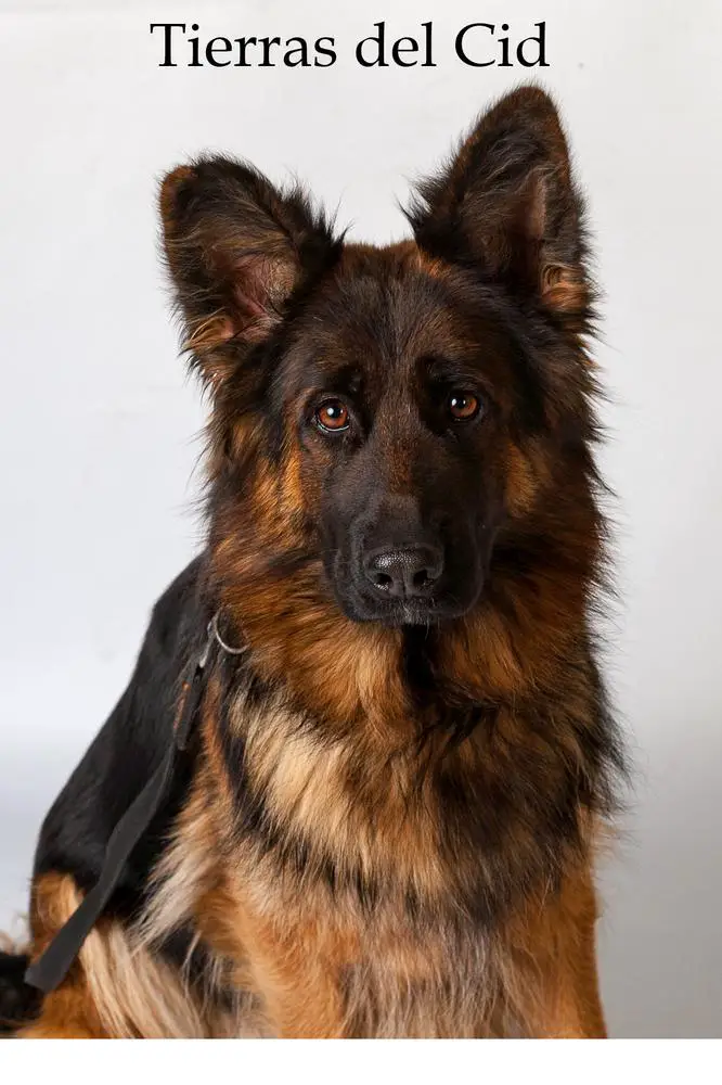 Diva de Trasmiera
