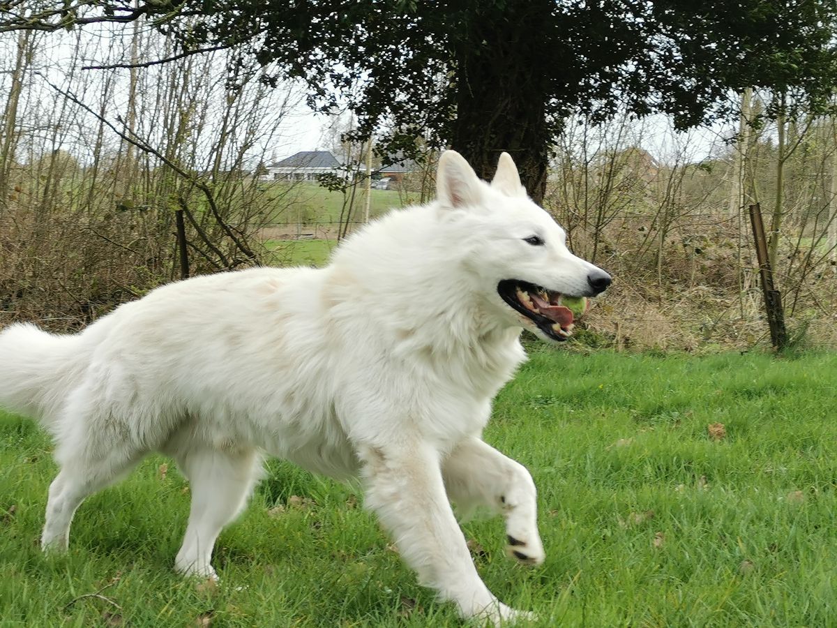 Nasjiko of the White Wolves