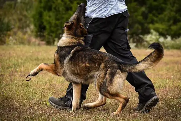 Ragnar Von Schäferhund
