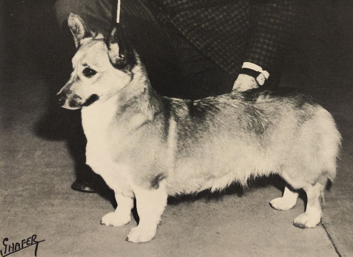 CH Ice Diamond of Pendcrest