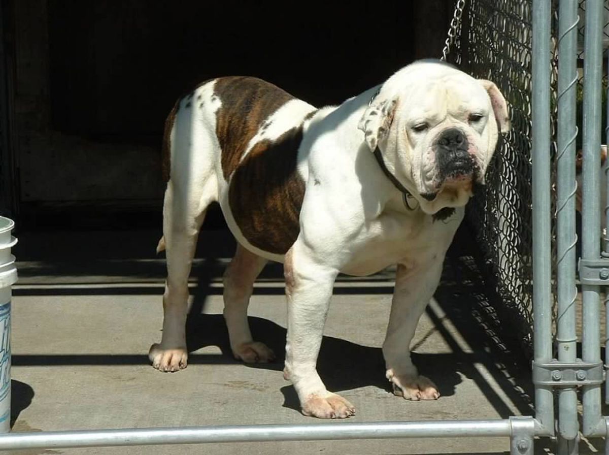 Red Stick’s Bull
