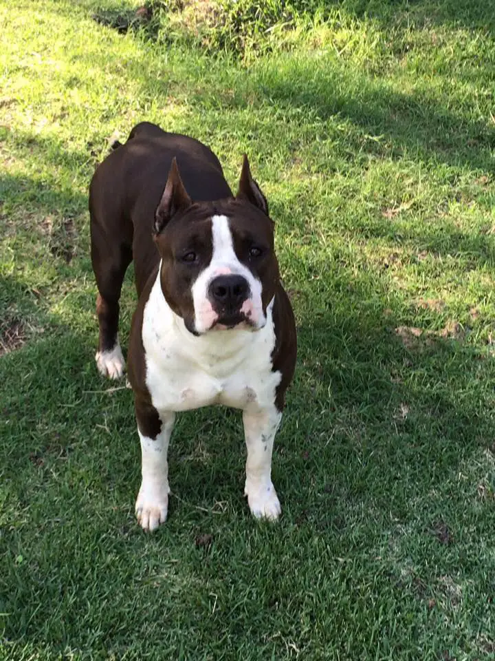 CARNAVAL AMSTAFFS THOR