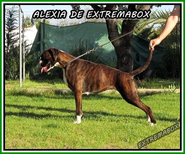 Alexia de Extremabox