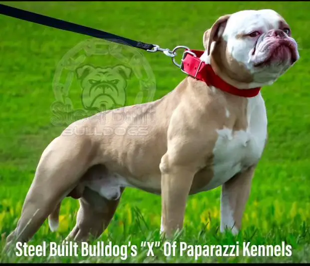 Steel Built Bulldogs The X Factor of Paparazzi Kennels
