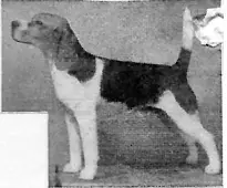 CH Culver's Laddie Buck