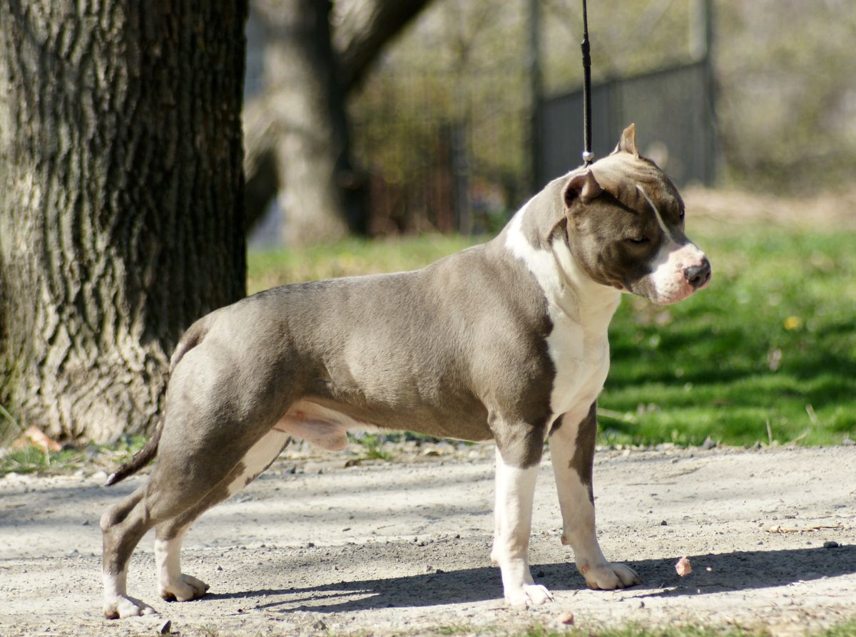 ALEKSANDAR THE GREAT Ze Stajni Lasko