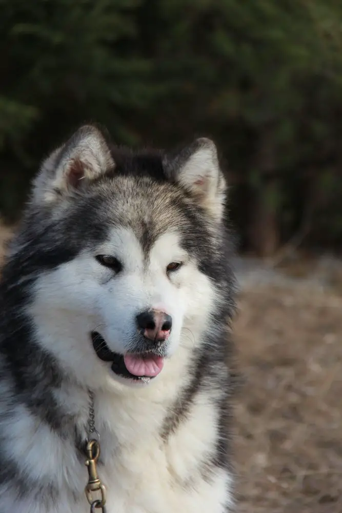 Cdn. Ch Bearhug's Winter Is Coming