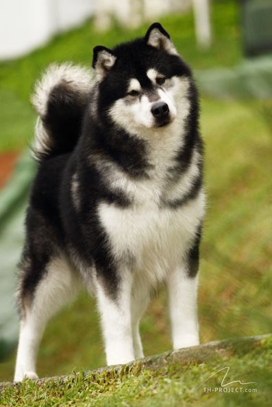 BIS BRAZIL, AM. CH. SILVER SHADOW ESKIMO JOE