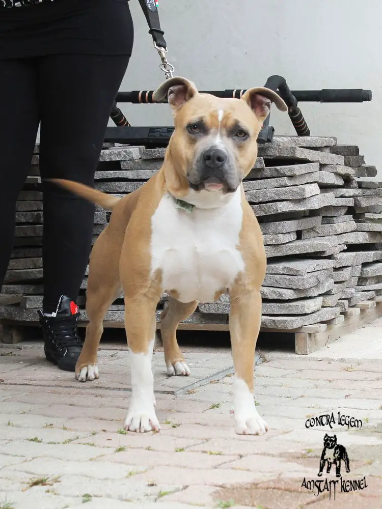 Contra Legem Sour Diesel