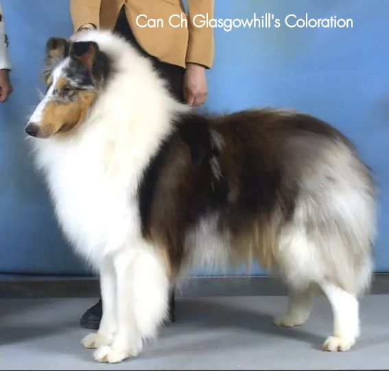 CAN CH Glasgowhill's Coloration