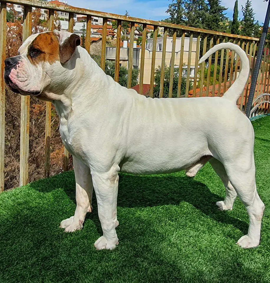 JCH ISRAEL, CH ISRAEL, GR CH ISRAEL Yarilo from the Empire of White Angel