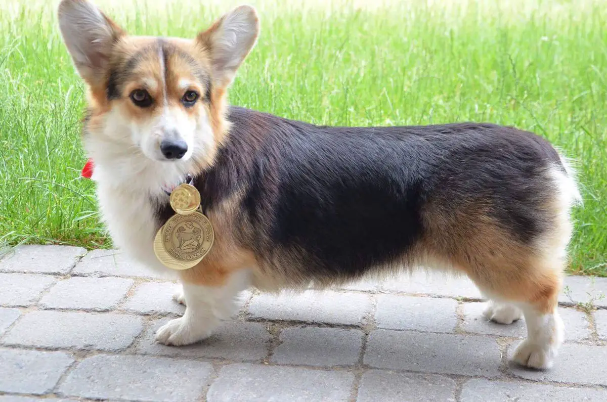 Hundertower Arabeska