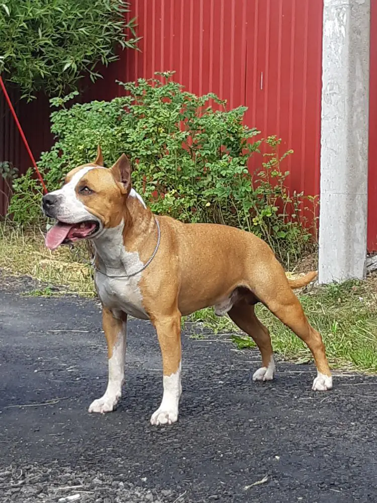 Russkie Vikingi Dobrinya