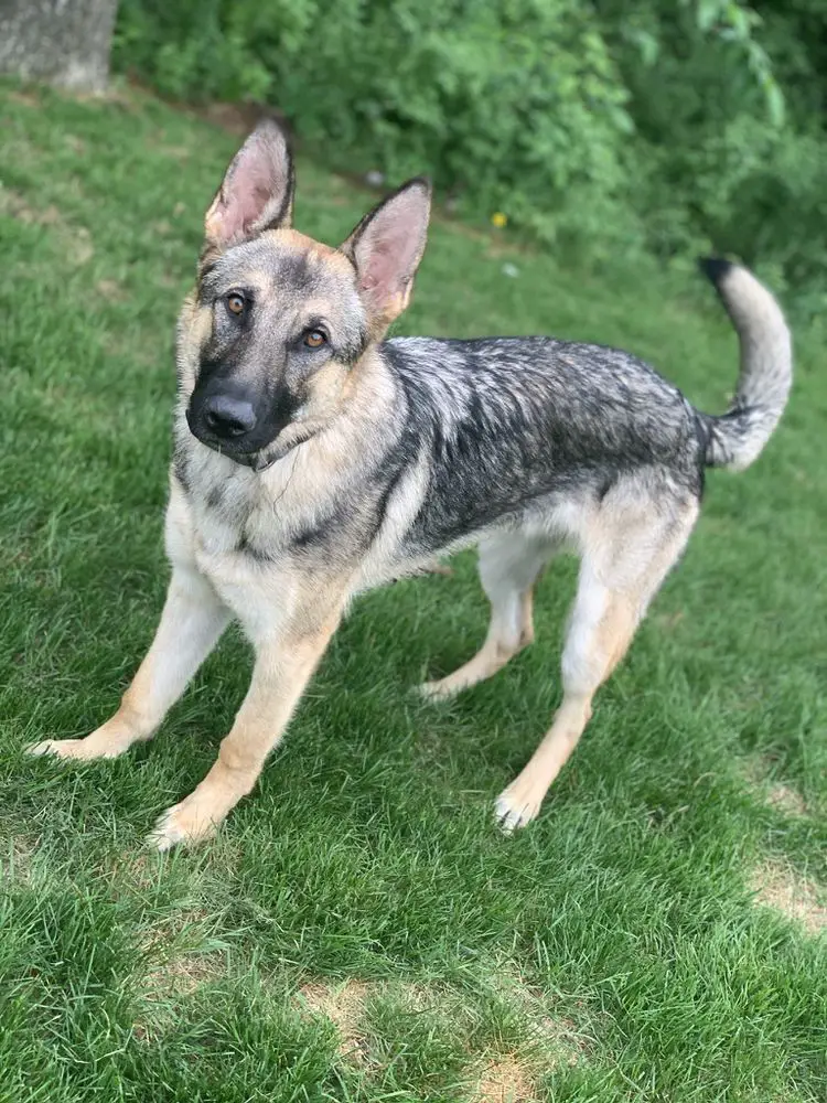 Chief Von Haus Thomson