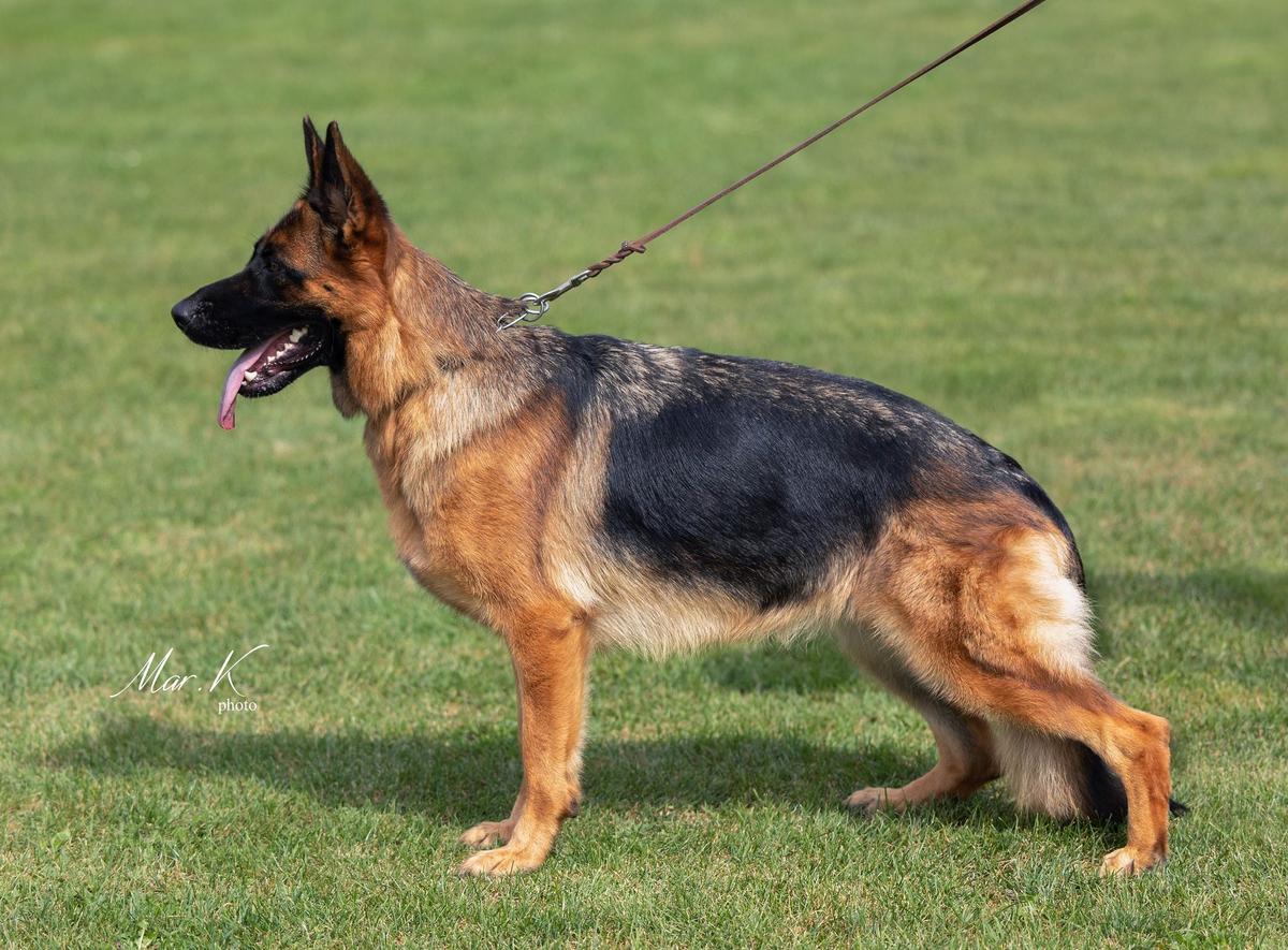 V1, VT, OV Bria Vantaris