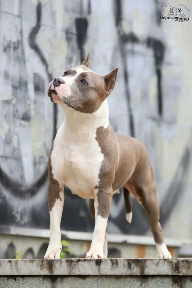 Champion of Russia   Champion of RKF EVGEN POLI GRAN PRI