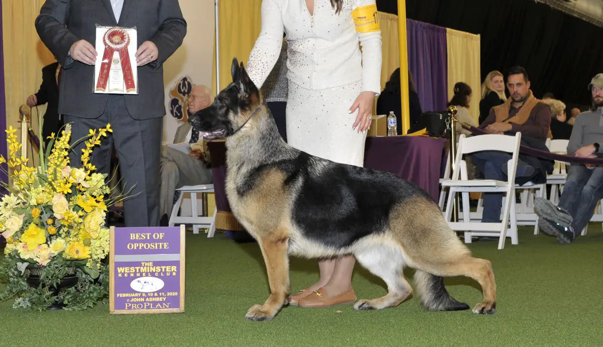 GCH CH Woodsides Bella Jun