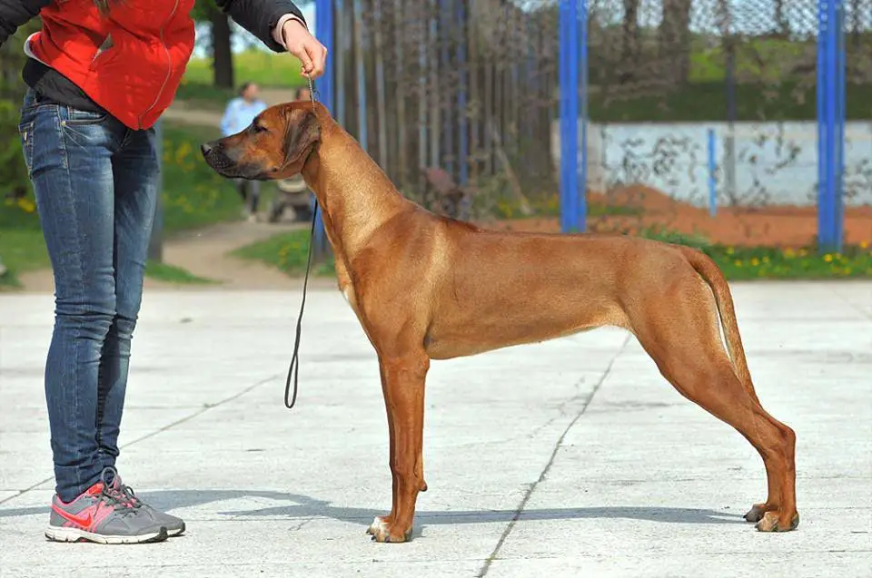 IntCH Tsarina Clever Brave