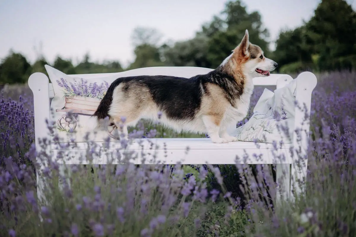 GrChPL, ChPL, JChPL Blooming Cherry Rowanshire
