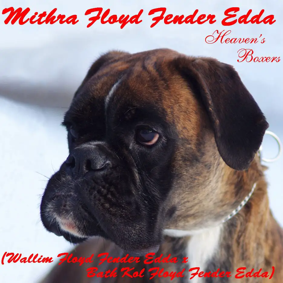 MITHRA FLOYD Fender Edda