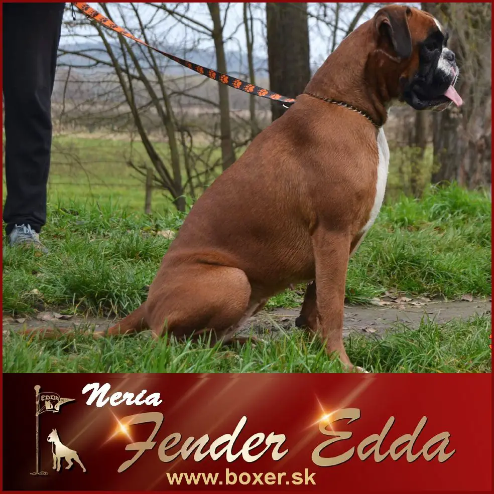 NERIA Fender Edda