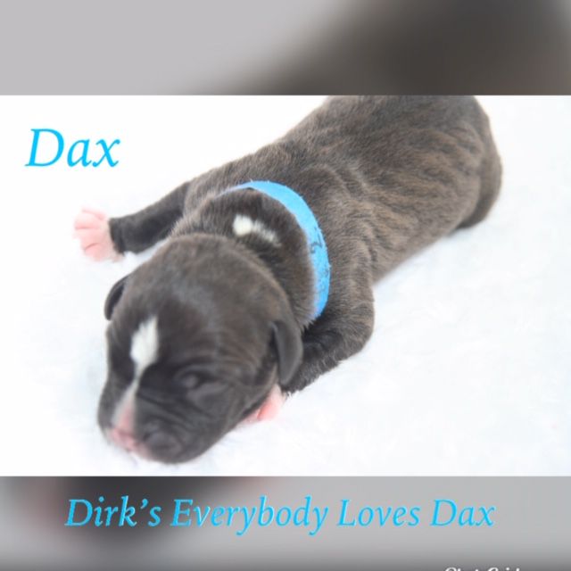 Dirk's Everybody Loves Dax