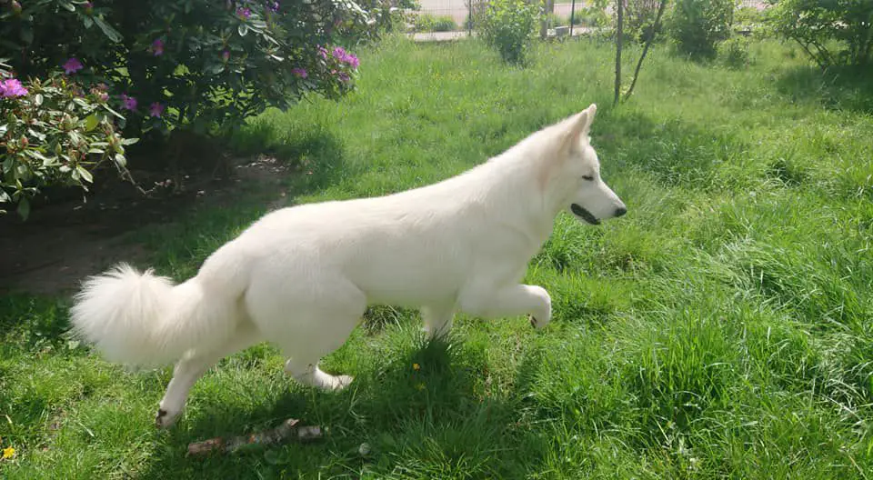 JW'19 Rich Handsome Fella of the Dutch Highlands