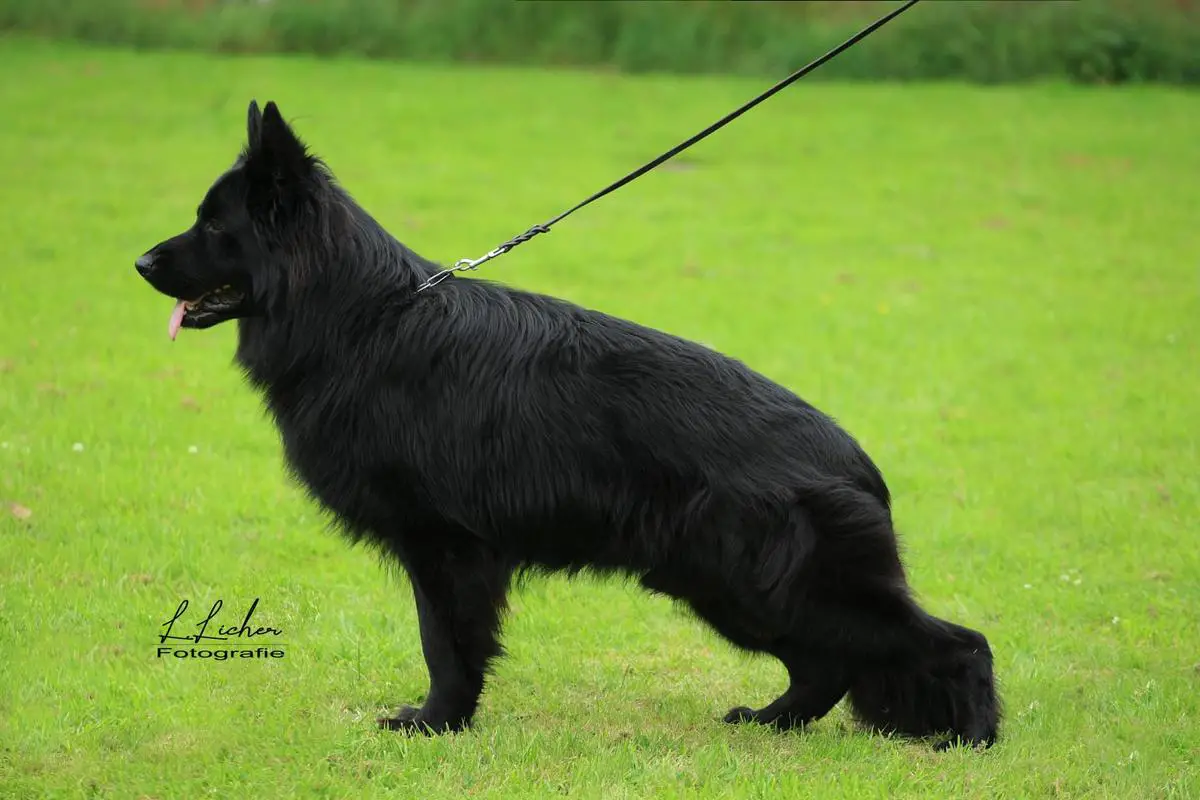 V1/VA1 Holland old world GSD club Aktai vom Arabia