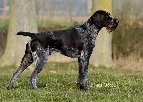 Jork II Vom Liether-MCOR