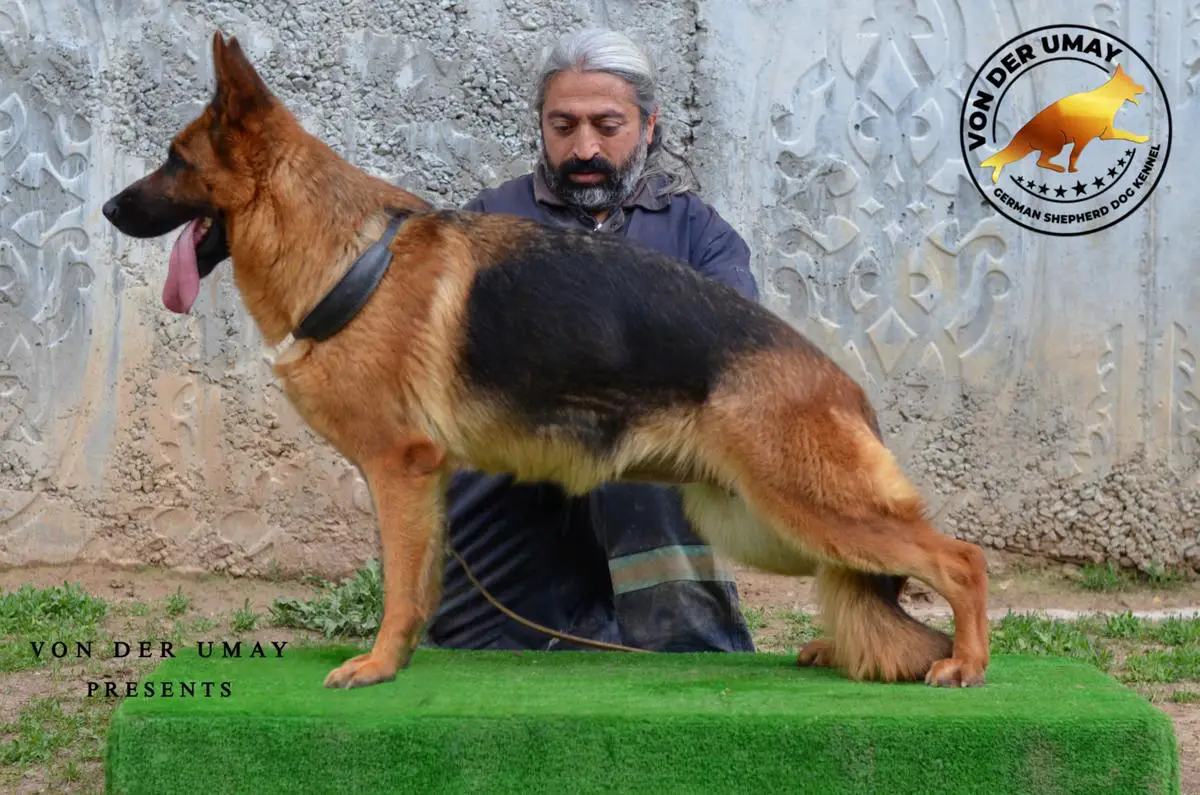 BİRÇE VON DER UMAY