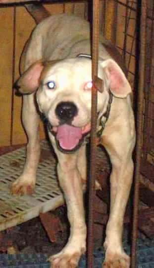 Pax's Bruno