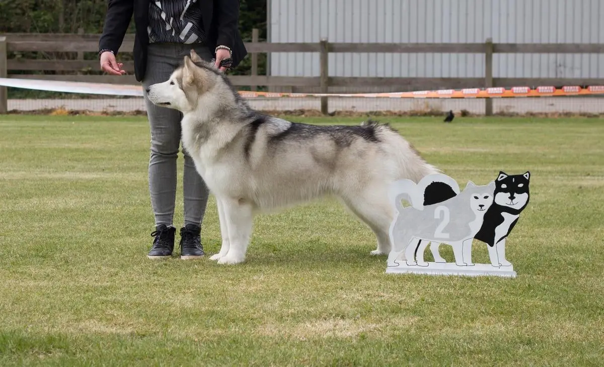 CH Inua's Voice Bumblebee