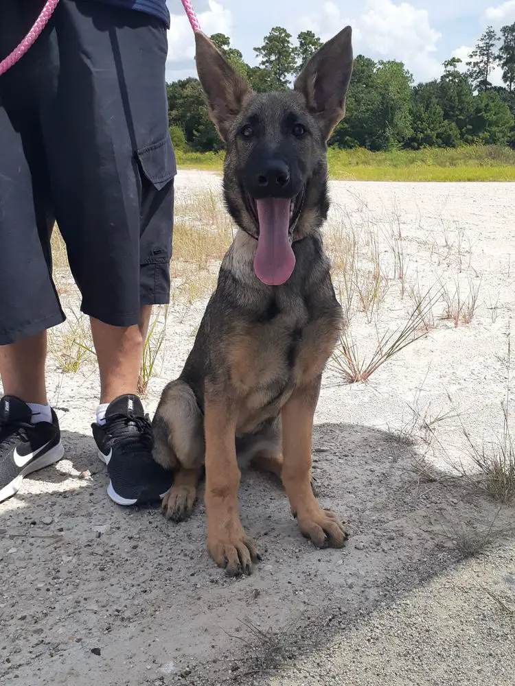 Cersei Vamoz Bohemia