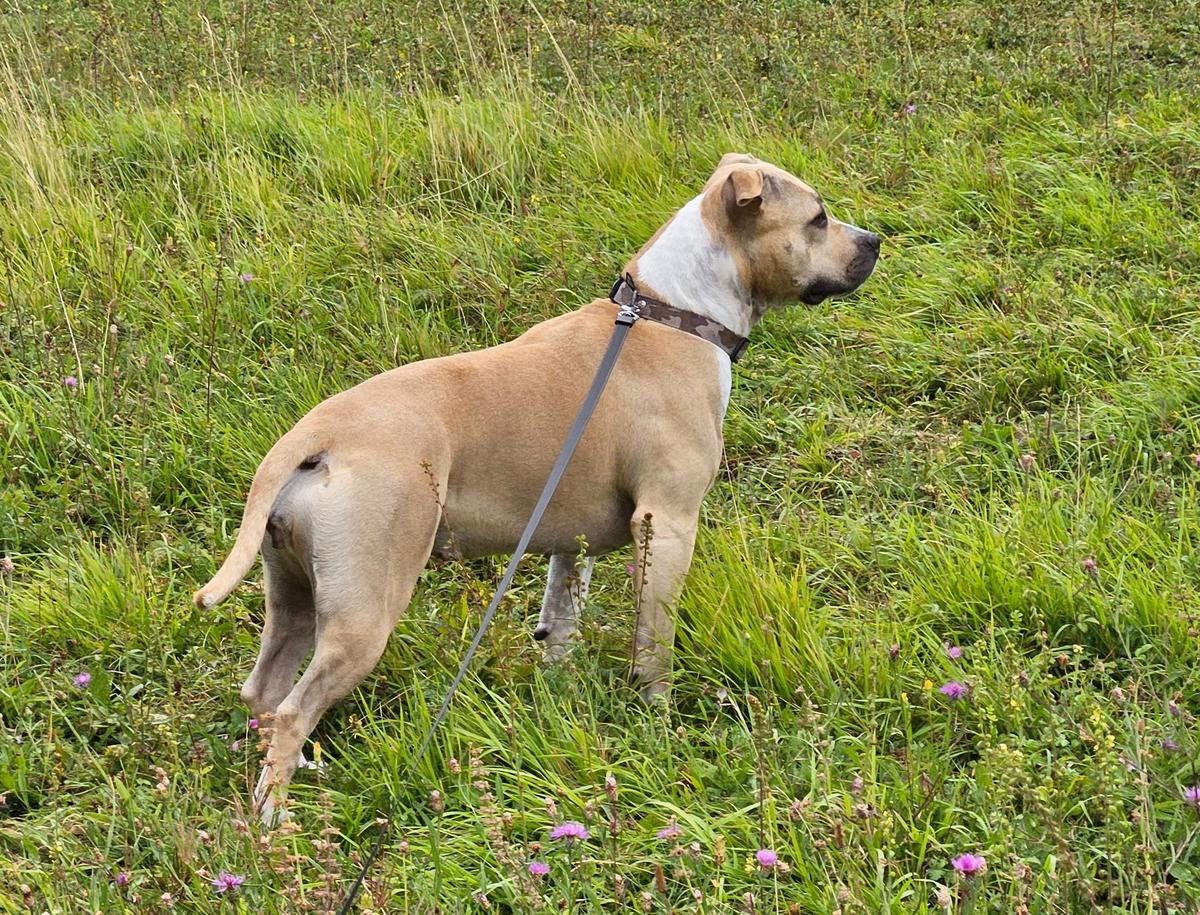 Burning staff red velvet