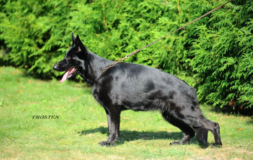 Exlibris falco rus Karma