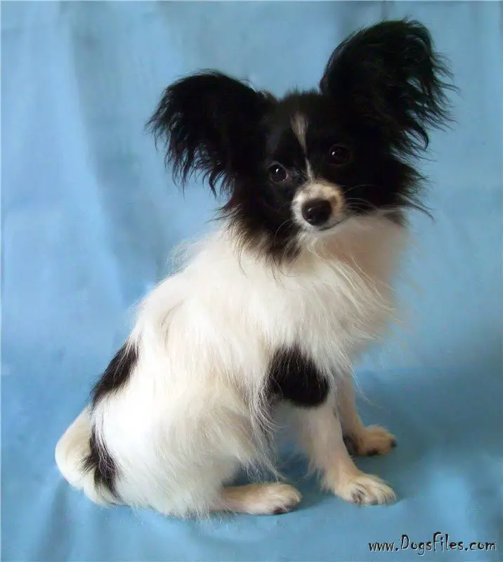 MARTIN NASLEDNIK IMPERATORA