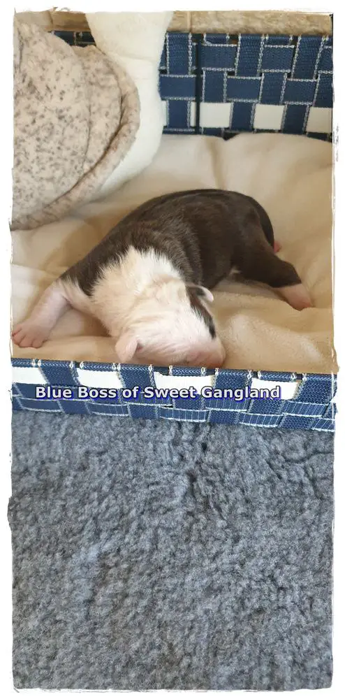 Blue Boss of Sweet Gangland