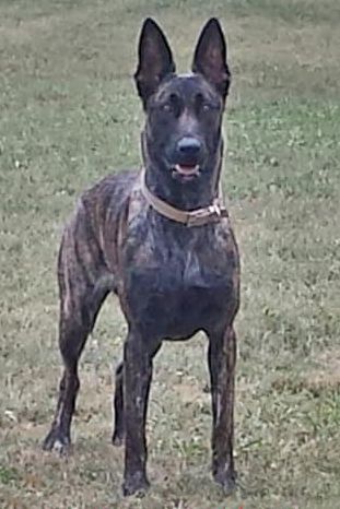 Cher Car's Shiloh's Reign 1978