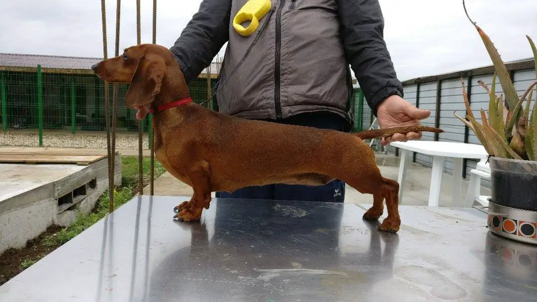 RoJCH Zoldachs Nutella