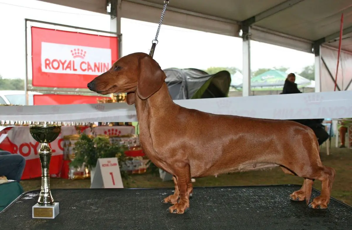 INT. CH, HCH,HGCH, SK.CH, WUT WW'15, Vouge Diva Noire