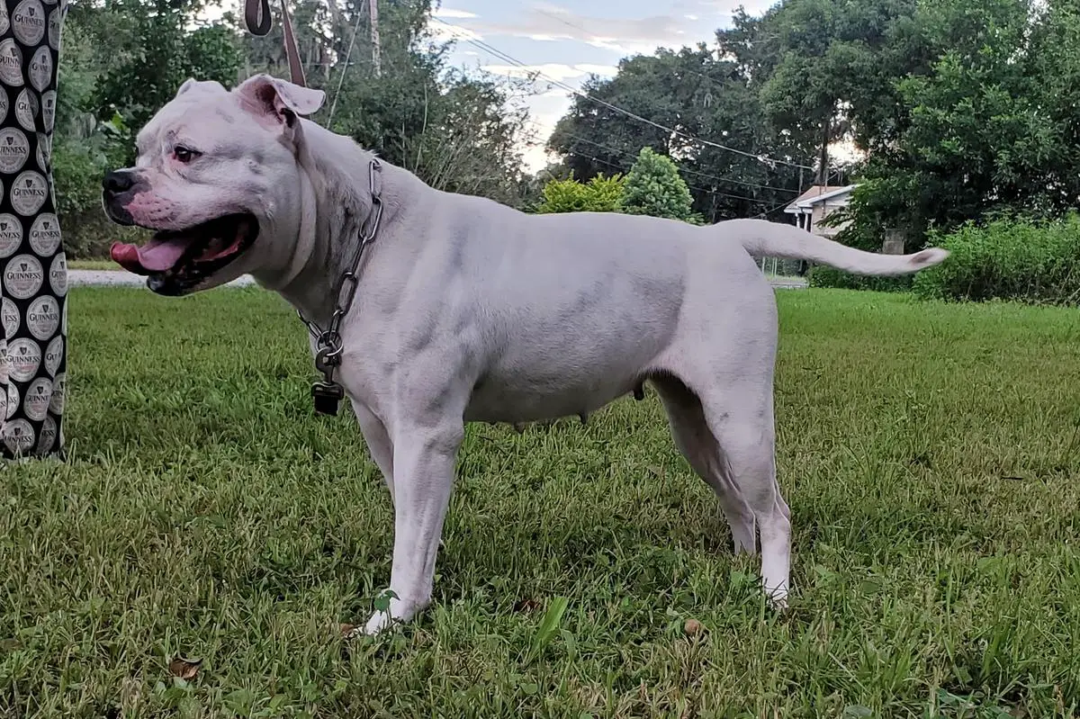KiWS' Bulldog Adamao aka GIA