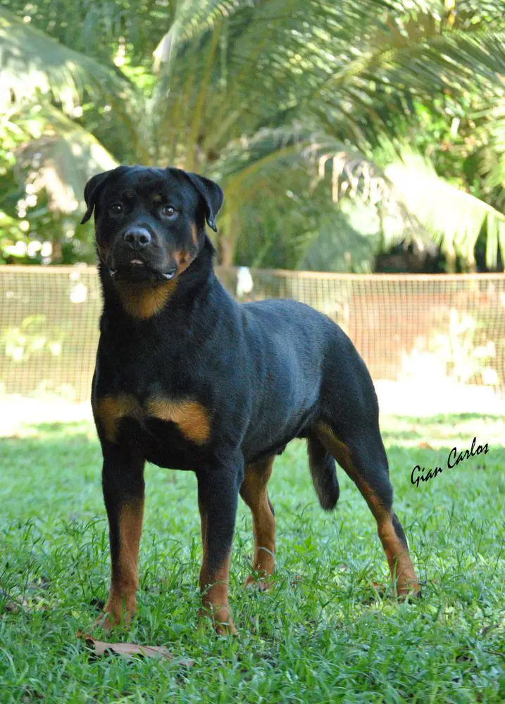 PABLO VON ANGEL`S RANCH