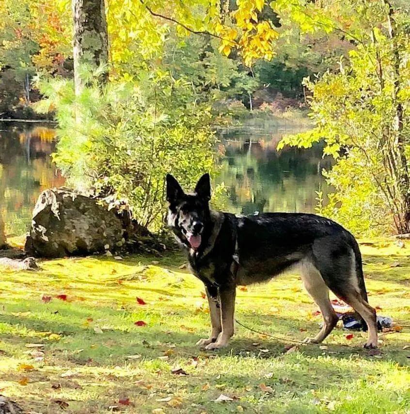 Jayda vom Mack-Zwinger