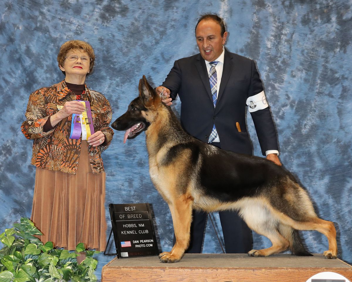 GCH CH Vonzo Jemma of SunFarms Gomez Von Loar