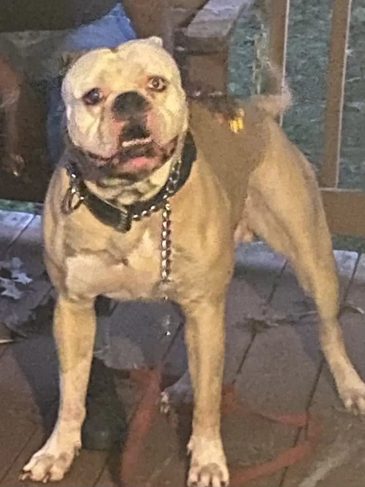 Jaxon’s Bruce Lee of Strange