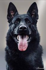 G Odin vom Düstergrund