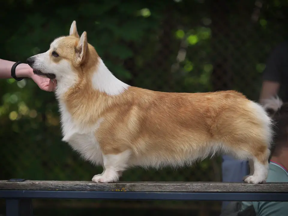 JCH RUS,JCH RKF, CH RUS, CH RKF TRIPLE H SOLAR SATELLITE