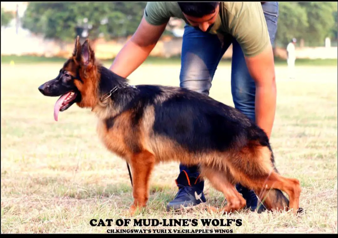 Cat of mudlines wolfs